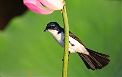 Paperbark Flycatcher